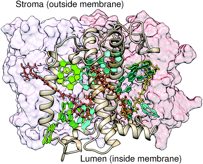 The LHC II molecule, visualized here, is a complex of proteins and chlorophyll molecules. It is responsible for capturing over 50% of the solar energy absorbed for the process of photosynthesis. Image courtesy Joaquim Jornet-Somoza and colleagues (CC BY 3.0)