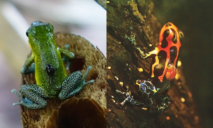 In many non-monogamous species, females provide all or most of the offspring care. In monogamous species, parental care is often shared. In these frogs, parental care includes transporting tadpoles one by one after hatching to small pools of water. In the non-monogamous strawberry poison frog (l.) moms perform this task; however, in the monogamous mimic poison frog (r.) this is dad's job. Courtesy Yusan Yan and James Tumulty.