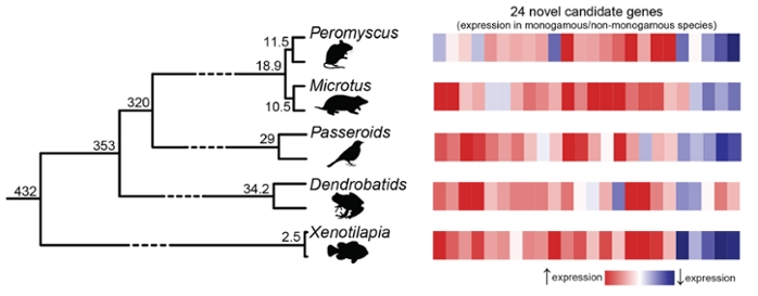 At least five times during the past 450 million years, evolution used a kind of universal formula for turning animals monogamous—turning up the activity of some genes (red) and turning down others (blue) in the brain. Researchers studied five pairs of closely related species—four mammals, two birds, two frogs and two fish—each with one monogamous and one non-monogamous member. They found 24 genes with similar expression patterns in monogamous males. Courtesy The University of Texas at Austin.