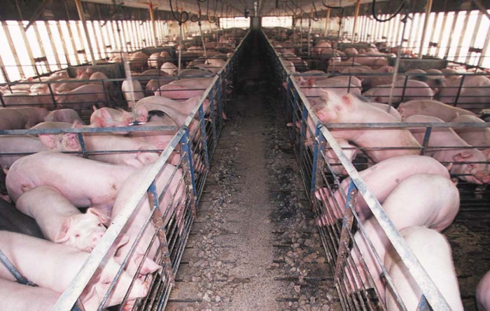 <strong>Face like a pig.</strong> In an effort to improve production and decrease disease, Chinese companies are turning to facial and voice recognition technologies. Courtesy EPA.