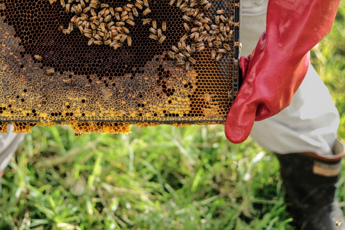 <strong>Farmhackers in Nigeria</strong> want to digitize traditional beekeeping. Sensors will monitor hives’ temperature, humidity, and even sound, and report conditions remotely via a smartphone app. Courtesy Danika Perkinson/Unsplash.