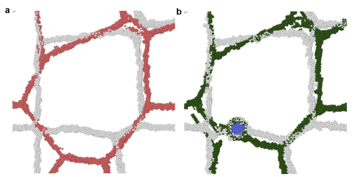 <strong>2D atomistic slices</strong> of a single grain obtained from pure nanocrystalline copper (NC Cu) (a) and a nanocrystalline copper-tantalum alloy (NC Cu–10 at% Ta) (b) highlighting the effect of nanoclusters in coarsening. White atoms represent the initial grain-boundary configurations and blue atoms represent Ta; red and green atoms represent the extent of coarsening associated with the plastic deformation under constant load and temperature conditions. Courtesy Darling et al. 