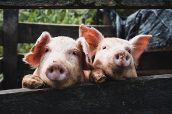 <strong>Domestic animals like pigs</strong> have been with us so long, that we're used to their diseases. But our encroaching on wildlife and nature is bringing humans into contact with diseases we aren't ready for. 